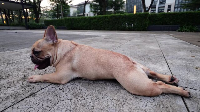 Cute fawn French Bulldog resting on concrete pavement outdoors, seen from side-rear angle in funny sploot position. Tired dog pants, flicks her ears, then half-turns her head before standing up