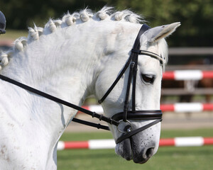 Majestic white horse with elegantly braided mane, ready for equestrian competition, showcasing purebred grace and power.