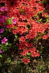 Vibrant red and purple azaleas in full bloom