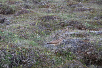 eurasian curlow well camouflaged in rough grassland on the south coast of Iceland