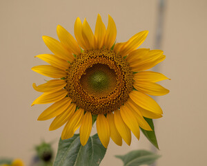 Vibrant sunflower blooming with bright yellow petals and intricate seed head, capturing summer's radiant energy and natural beauty.