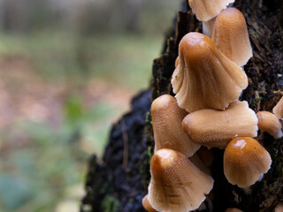 Group of mushrooms growing on a tree trunk in the autumn forest.