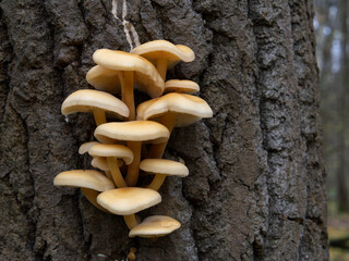 Mushrooms, growing on a tree trunk in the autumn forest.