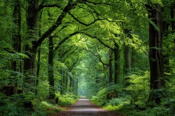Obraz premium Path cuts through Lush green forest tunnel with old trees creating an arched canopy in mysterious, natural woodland area