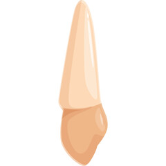 Realistic illustration of a single human canine tooth with a transparent background ideal for dental education and medical concepts