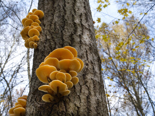 Mushrooms, growing on a tree trunk in the autumn forest.