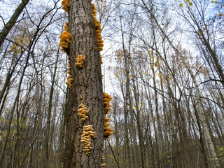 Mushrooms, growing on a tree trunk in the autumn forest.