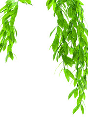 Hanging leaves border on white background