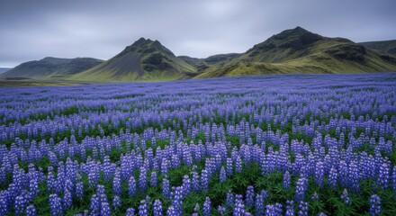 Fototapeta premium Expansive field of purple lupine flowers under an overcast sky with distant mountains, a serene landscape of Icelandic flora