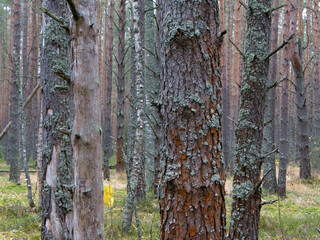 Clear pine autumn forest on a cloudy day.
