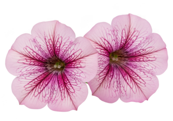 Two light pink petunia flowers with dark pink veins, isolated on transparent background