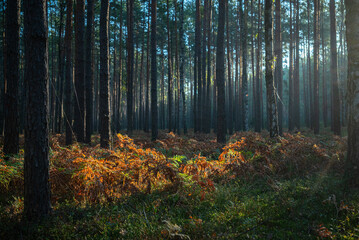 The first rays of light in a mysterious forest