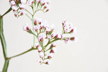 Obraz premium スターチス