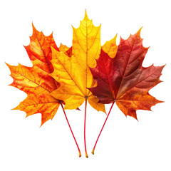 Fototapeta premium Close-up of four vibrant maple leaves in shades of orange, yellow, and red against black