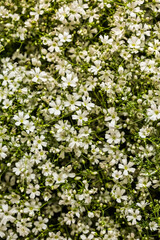 White Cosmos flowers