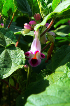 The flower of the Martynia annua plant, India