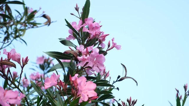 Pink oleander flowers close-up. The Nerium bush blooms in summer. Bright tropical plants with poisonous properties. Summer floral background. Pink flowers sway in the wind against the blue sky