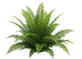 Green fern plant transparent background cutout png