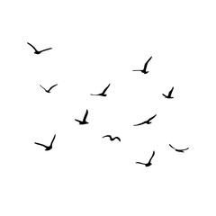 A flock of flying silhouette birds. Black on white