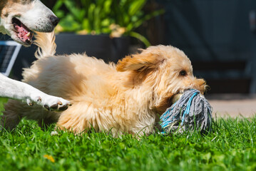 Maltipoo Puppy Playing Tug-of-War with Senior Beagle in Grass