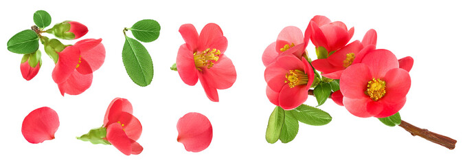 Chaenomeles speciosa or japanese quince flower isolated on white background