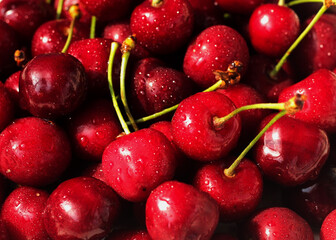 Close up of of ripe cherries with water drops. Fresh cherries background.