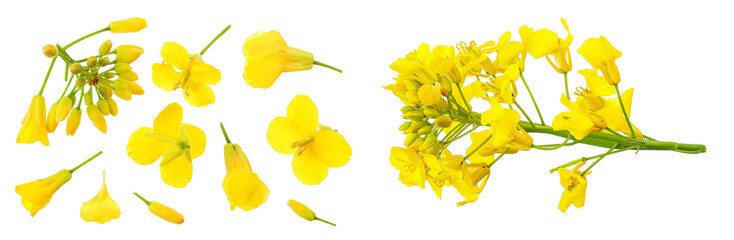 Rapeseed flowers isolated on white background, Top view. Flat lay
