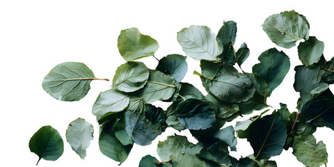 Close up of lush green leaves against a dark background