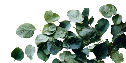 Close up of lush green leaves against a dark background
