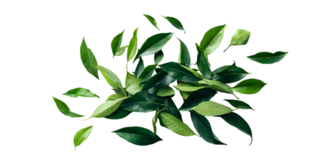 Dark background with vibrant green leaves floating artfully