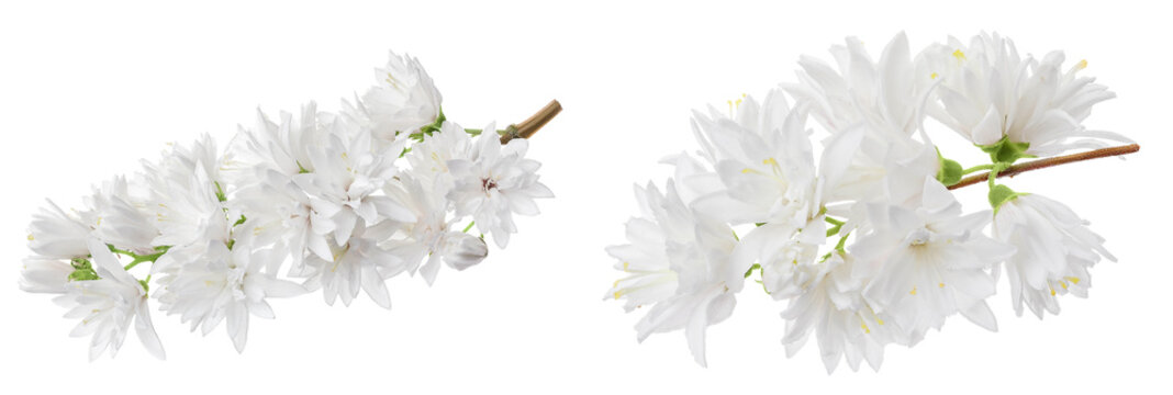deutzia flowers isolated on a white background
