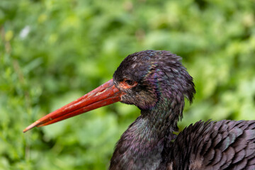 Black?Stork (Ciconia?nigra) in ancient woodland wetlands — typically found in Europe and Asia