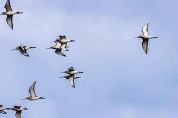Black?tailed Godwit (Limosa?limosa) at Bull?Island Dublin Bay common in wetlands and mudflats