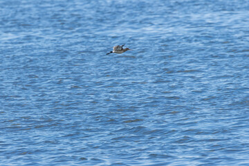 Fototapeta premium Black?tailed Godwit (Limosa?limosa) at Bull?Island Dublin Bay common in wetlands and mudflats