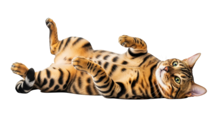 Playful bengal cat rolling on its back transparent background cutout png