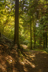 Fototapeta premium It's a quiet forest walking trail.