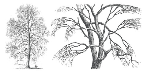 Set of Minimal CAD Tree Elements – Modern Line Art Symbols for Landscape and Architectural Design | Vector Foliage Outline Illustration