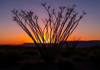 Silhouette of ocotillo plant against a vibrant sunset in the desert landscape with mountains far away