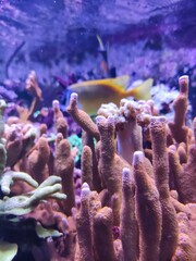 A fish swims past the pink corals