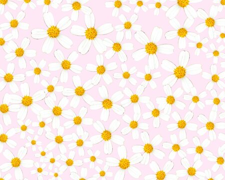 Spanish needles flowers pattern pink background layout photography