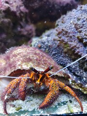 The morning watch crab loner is looking into the camera