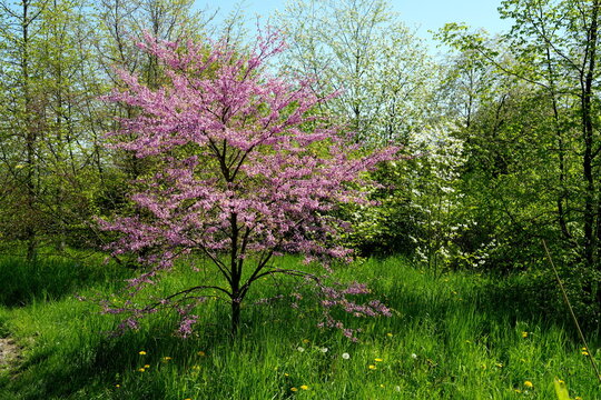 Kanadischer Judasbaum, Cercis canadensis subsp. canadensis, Eastern redbud, H&uuml;lsenfr&uuml;chtler (Fabaceae), pink, green, gr&uuml;n, Fr&uuml;hling, bl&uuml;hen, sch&ouml;n, Baum, Wiese, Himmel