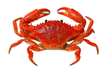 Bright red crab with claws open on a black background