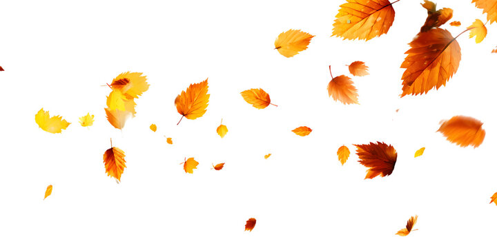 Autumn leaves falling against a dark background with reflections