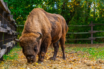 European bison in Autumn