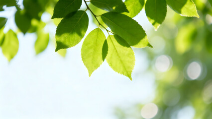 Sunlit green leaves on a branch