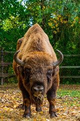 European bison in Autumn