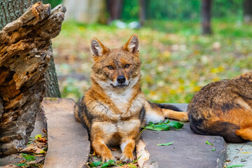 European golden jackals