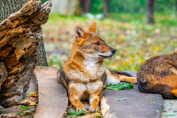 European golden jackals
