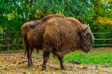 European bison in Autumn